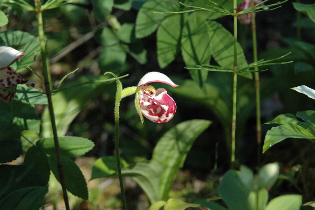 Cypripedium guttatum Sw. 2
