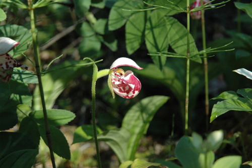 Cypripedium guttatum iNat (2)