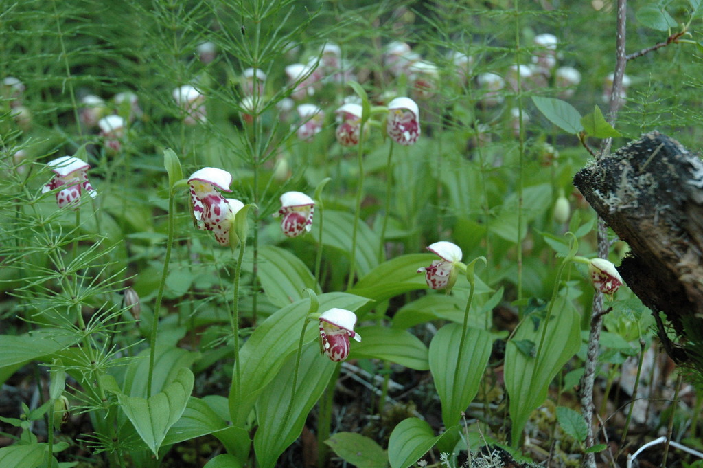 Cypripedium guttatum Sw. 3