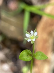 Arenarieae