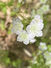 Phacelia dubia