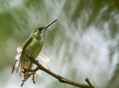 Lampornis viridipallens