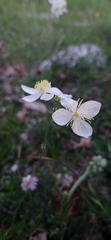 Thalictrum tuberosum