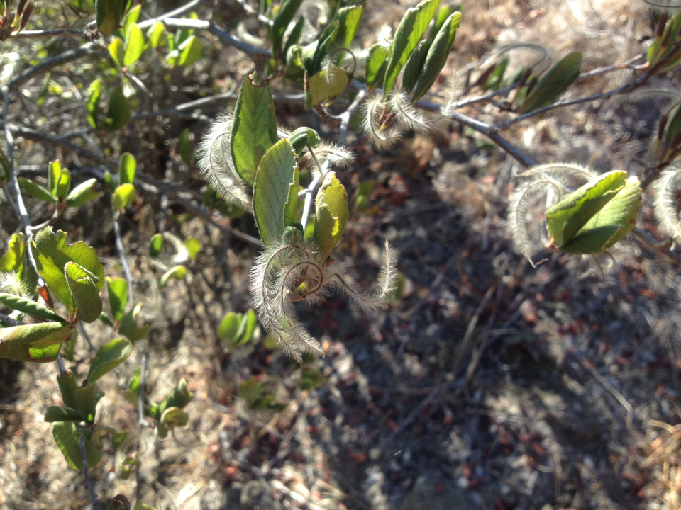 Cercocarpus betuloides var. blancheae