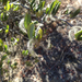 Island Mountain Mahogany - Photo (c) Danielle Aube, some rights reserved (CC BY-NC-SA), uploaded by Danielle Aube