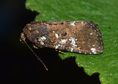 Feliniopsis africana