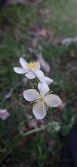 Thalictrum tuberosum
