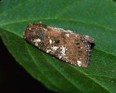 Feliniopsis africana