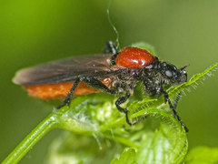 Bibio hortulanus