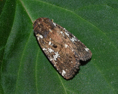Feliniopsis africana