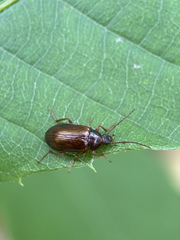 Gonodera luperus