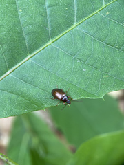 Gonodera luperus