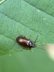 Gonodera luperus