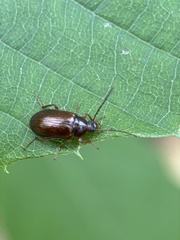 Gonodera luperus