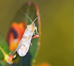 Tortricodes alternella