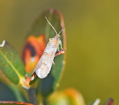 Tortricodes alternella