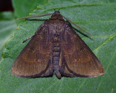 Facidia vacillans