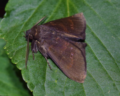 Facidia vacillans