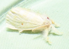 Euproctis bicolor