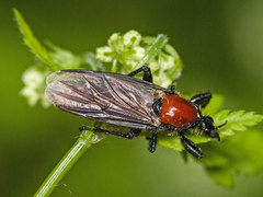 Bibio hortulanus