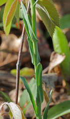 Boechera grahamii