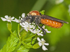 Bibio hortulanus