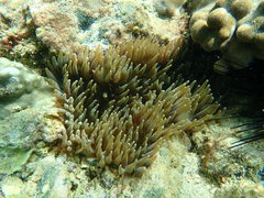 Heteractis