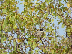 Cyanopica cyanus