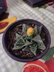 Faucaria