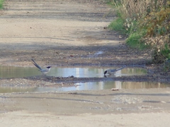 Cyanopica cyanus