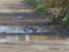 Cyanopica cyanus