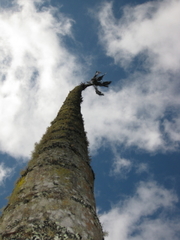 Ceroxylon quindiuense