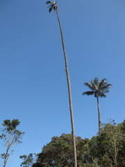Ceroxylon quindiuense