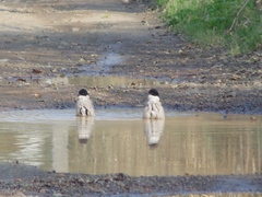 Cyanopica cyanus