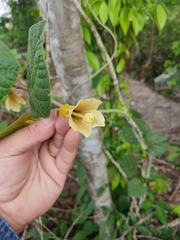 Bakeridesia yucatana