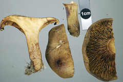 Paxillus cuprinus