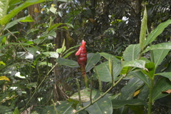 Costus spiralis