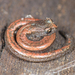 Slender Salamanders - Photo (c) Marshal Hedin, some rights reserved (CC BY-NC-SA)