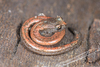 Lungless Salamanders - Photo (c) Marshal Hedin, some rights reserved (CC BY-NC-SA), uploaded by Marshal Hedin