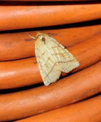 Pyreferra hesperidago