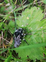 Melecta luctuosa
