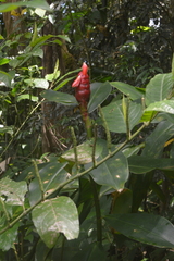 Costus spiralis