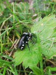 Melecta luctuosa