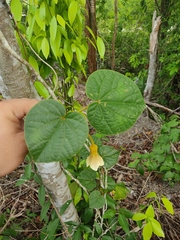 Bakeridesia yucatana