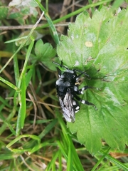 Melecta luctuosa
