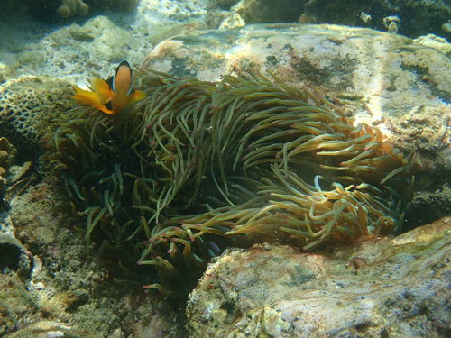 Bubble-tip Anemone, Snoopy Island - United Arab Emirates, photo 10 of 10