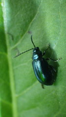 Altica oleracea