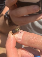 Microdon megalogaster