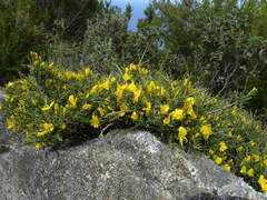 Genista desoleana