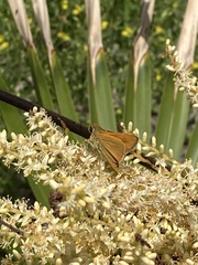 Hesperia meskei straton